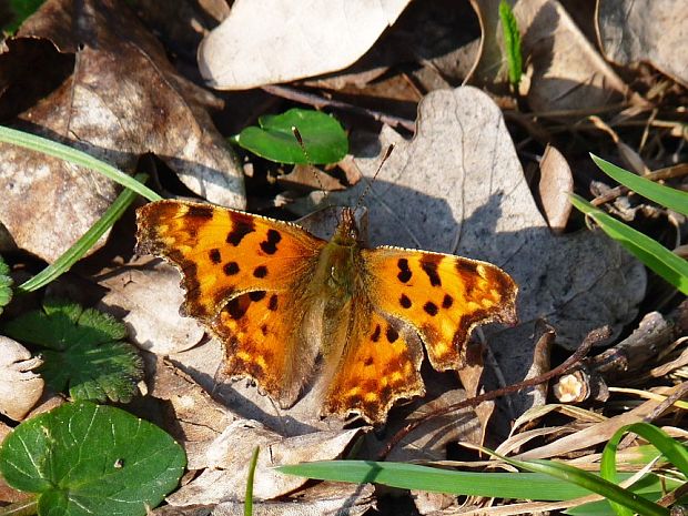 babôčka zubatokrídla Polygonia c-album