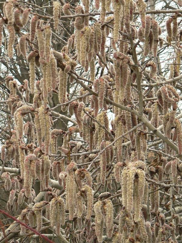 topoľ osikový Populus tremula L.