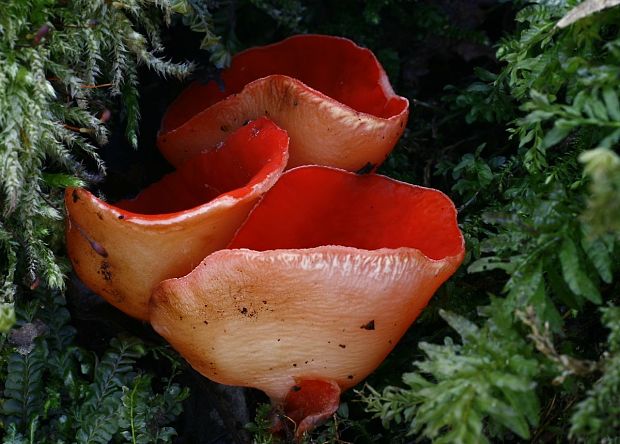 ohnivec jurský Sarcoscypha jurana (Boud.) Baral