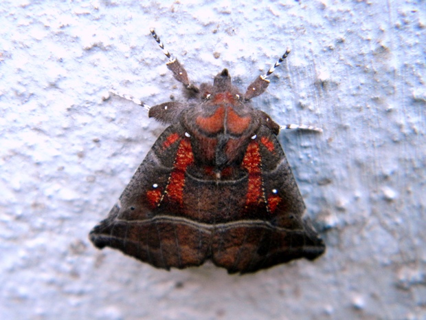 mora  pivničná Scoliopteryx libatrix