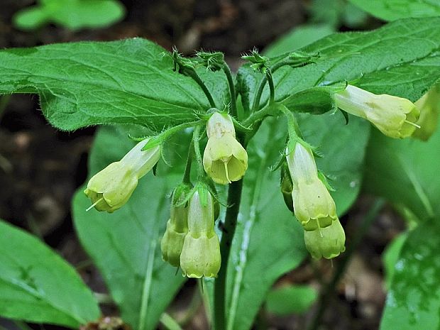 kostihoj hľuznatý Symphytum tuberosum L.