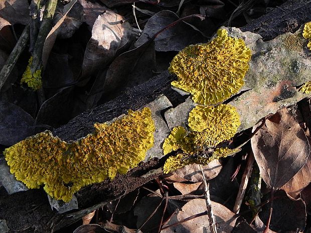 diskovník múrový Xanthoria parietina var. parietina