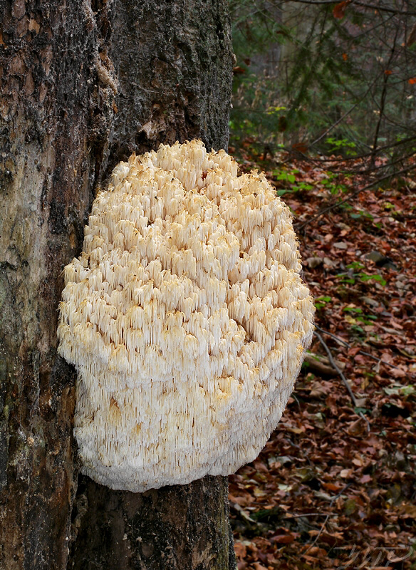 koralovec jedľový Hericium alpestre Pers.