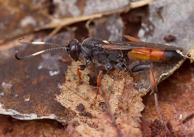 lumok Ichneumon bucculentus