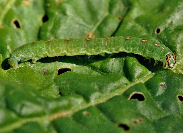 húsenica Lomographa temerata