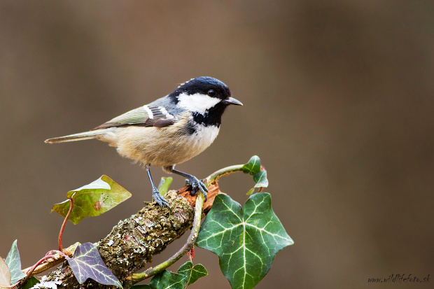 sýkorka uhliarka Parus ater