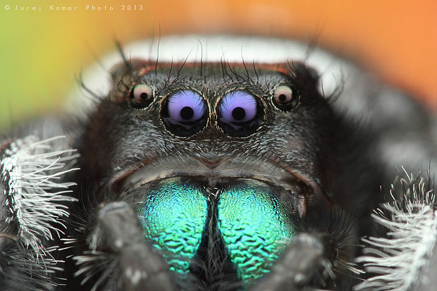 skákavka kráľovská Phidippus regius