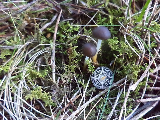 peniazočka smreková Strobilurus esculentus (Wulfen) Singer