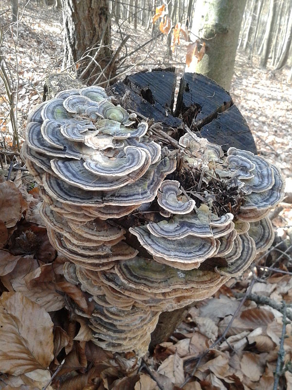 trúdnikovec pestrý Trametes versicolor (L.) Lloyd