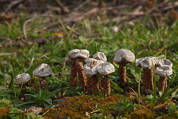 stopkovec vláknitý Tulostoma fimbriatum Fr.