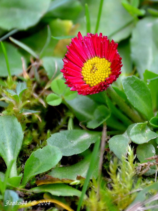 sedmokráska obyčajná Bellis perennis L.