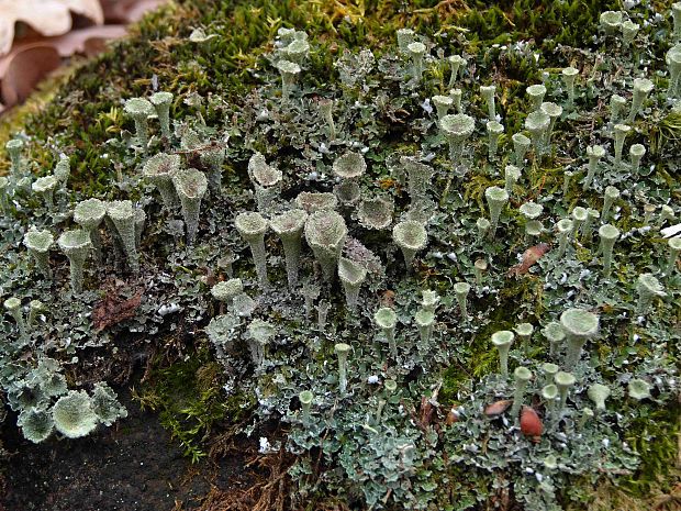 dutohlávka riasnatá Cladonia fimbriata (L.) Fr.