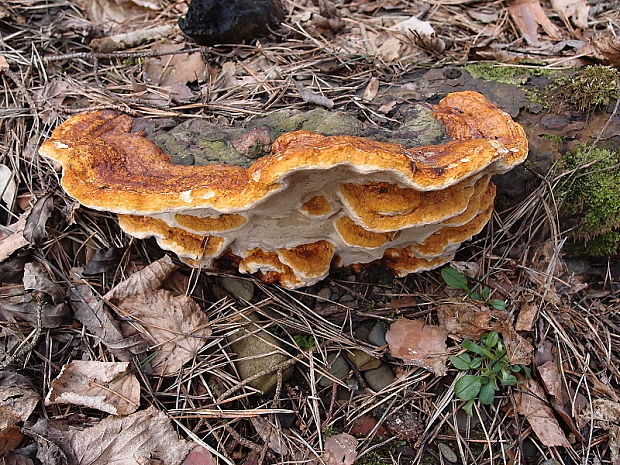 práchnovček pásikavý Fomitopsis pinicola (Sw.) P. Karst.