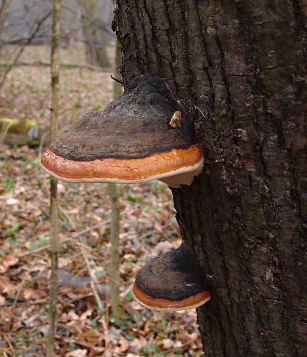 práchnovček pásikavý Fomitopsis pinicola (Sw.) P. Karst.