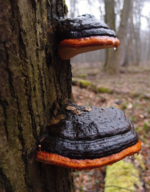 práchnovček pásikavý Fomitopsis pinicola (Sw.) P. Karst.