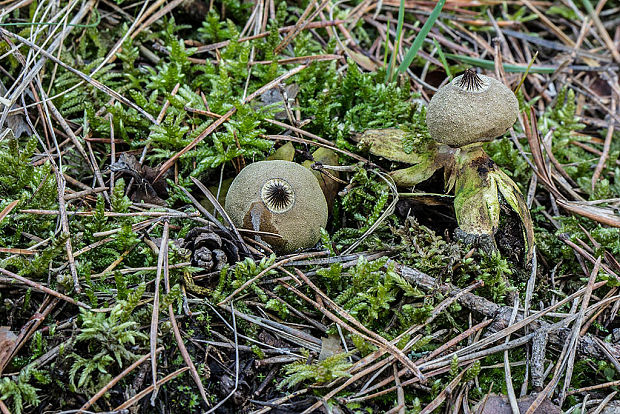 hviezdovka Geastrum sp.