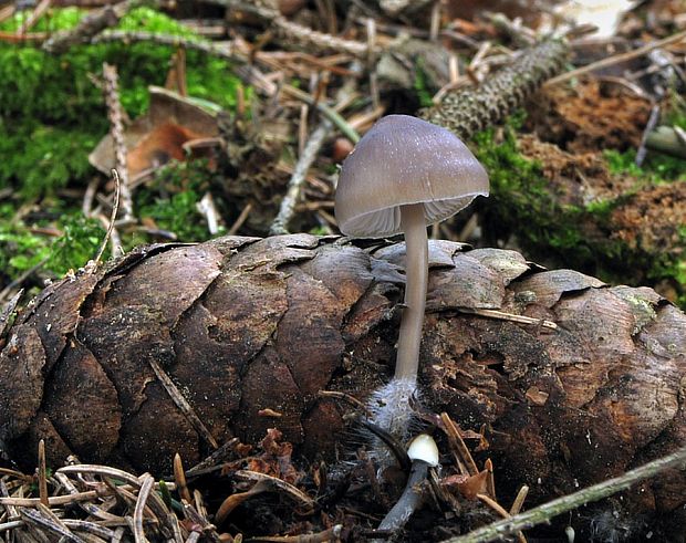 prilbička šišková Mycena strobilicola J. Favre & Kühner