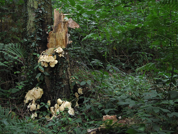 hliva buková (biotop) Pleurotus pulmonarius (Fr.) Quél.