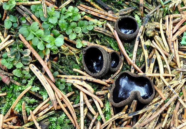 misôčka černastá Pseudoplectania nigrella (Pers.) Fuckel