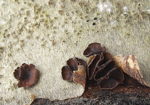 dutinovka lužná Sclerencoelia fascicularis (Alb. & Schwein.) P. Karst.