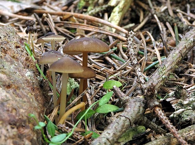 peniazočka smreková Strobilurus esculentus (Wulfen) Singer