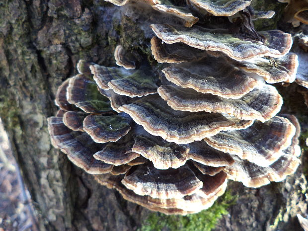 trúdnikovec pestrý Trametes versicolor (L.) Lloyd