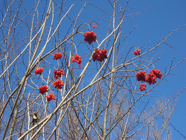 kalina obyčajná Viburnum opulus L.