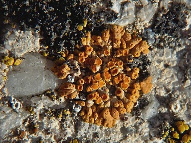 diskovník oranžový Xanthoria elegans (Link) Th. Fr.