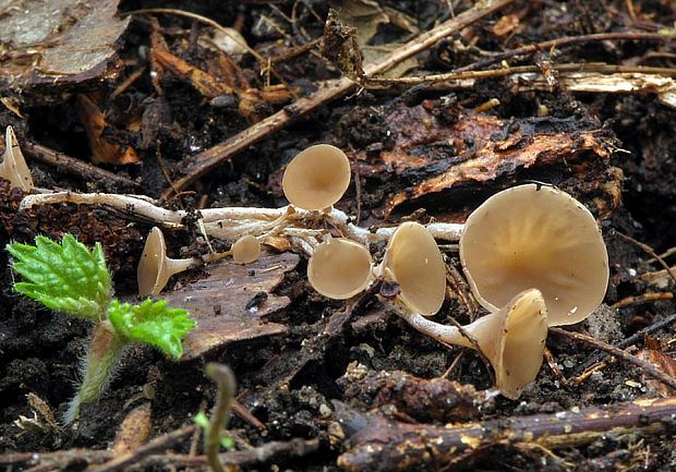 jahňadka obyčajná Ciboria amentacea (Balb.) Fuckel