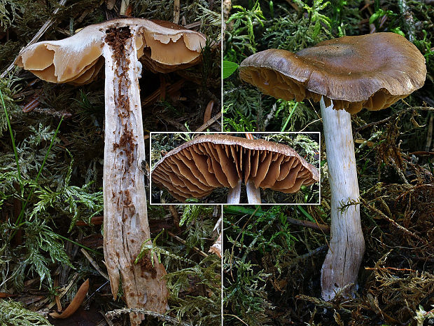 pavučinovec ružovobázový Cortinarius roseobasilis Ammirati, Beug, Liimat., Niskanen & O. Ceska