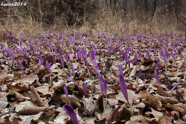 šafran spišský Crocus discolor G. Reuss