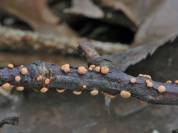 hlivka červená Nectria cinnabarina (Tode) Fr.