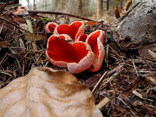 ohnivec rakúsky Sarcoscypha austriaca (Beck ex Sacc.) Boud.