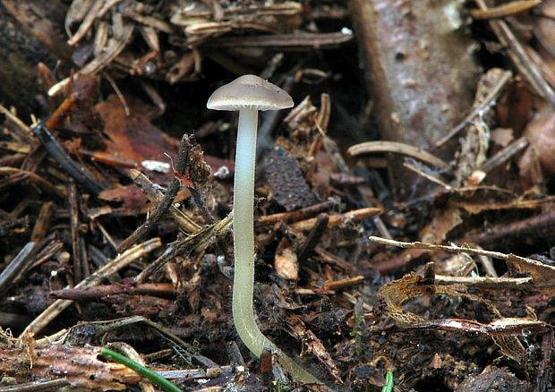 peniazočka smreková Strobilurus esculentus (Wulfen) Singer