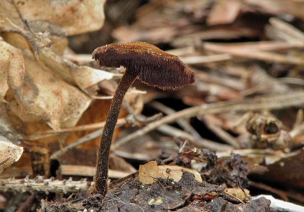 lopatovka obyčajná Auriscalpium vulgare Gray