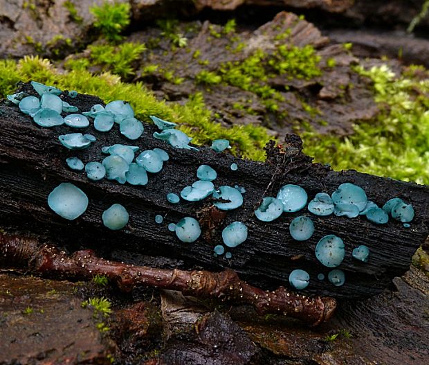 zelenica Chlorociboria sp.