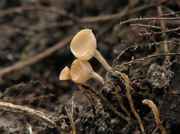 jahňadka obyčajná Ciboria amentacea (Balb.) Fuckel