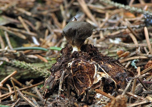 hviezdovka Schmidelova Geastrum schmidelii Vittad.