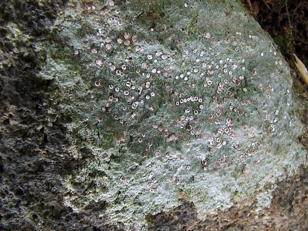 lekanora hnedastá ? Lecanora chlarotera Nyl.