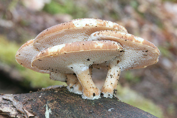 trúdnik plástovitý Lentinus arcularius (Batsch) Zmitr.