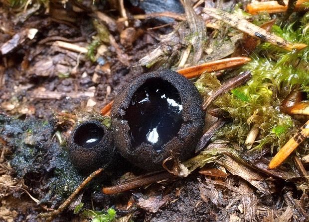 misôčka černastá Pseudoplectania nigrella (Pers.) Fuckel