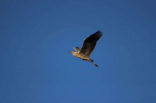 volavka popolavá Ardea cinerea