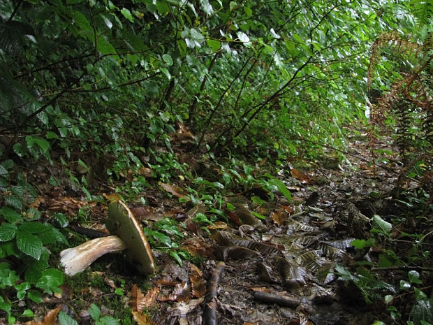 hríb smrekový (biotop) Boletus edulis Bull.