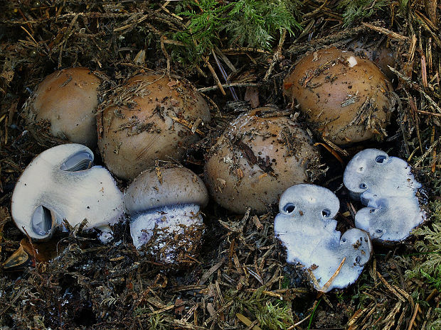 pavučinovec vznešený Cortinarius elatus (Rob. Henry) Bidaud