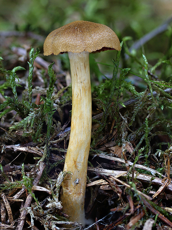 pavučinovec krvavolupeňový Cortinarius semisanguineus (Fr.) Gillet