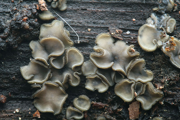 molízia Mollisia sp.