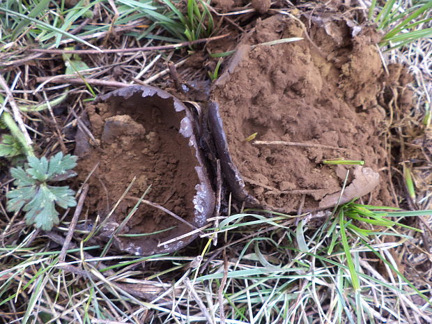 škárka kožovitá Mycenastrum corium (Guers.) Desv.