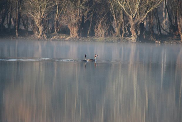 potápka chochlatá Podiceps cristatus