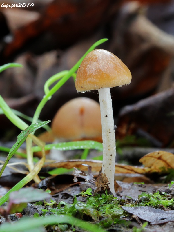 drobuľka Psathyrella sp.