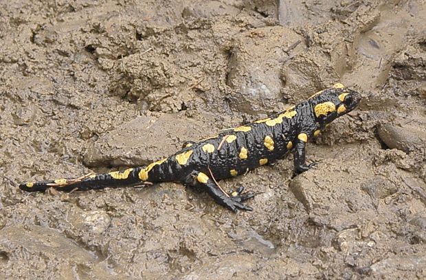 salamandra Salamandra salamandra